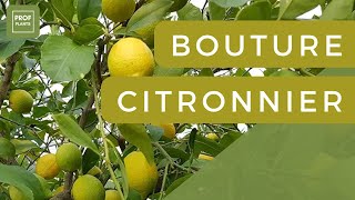 COMMENT FAIRE DES BOUTURES DE CITRONNIER [upl. by Annoyed558]