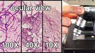 How to Focus a Microscope amp How the Field of View Changes [upl. by Tori]